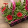Petunia – Easy Wave Flag Mix – 306 Pack